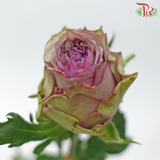 Rose - Dorota Purple (20 Stems) - Pudu Ria Florist