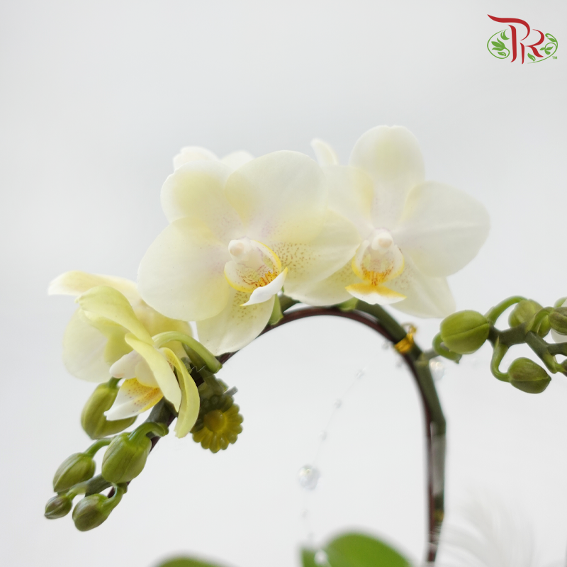 【Gift Series】Infinite Love (Random Choose Orchid Color & Deco)