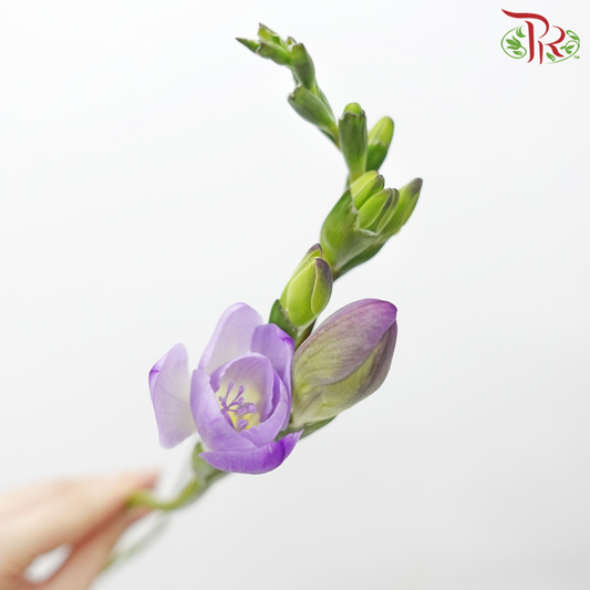 Freesia - Purple (10 Stems) - Pudu Ria Florist