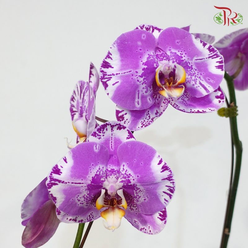 Big Single Stem Phalaenopsis Orchid - Cherry Pink With Painted Pink - BST (89014) (Without Vase)