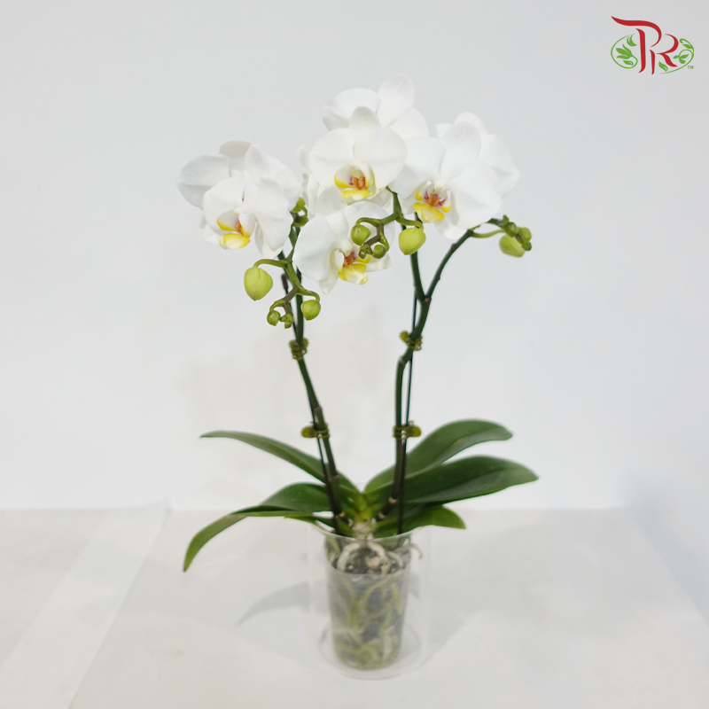 Mini Double Stems Phalaenopsis Orchid - White With Yellow Lips - SM557-2/SRM1259 (Without Vase)
