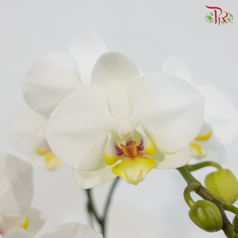Mini Double Stems Phalaenopsis Orchid - White With Yellow Lips - SM557-2/SRM1259 (Without Vase)
