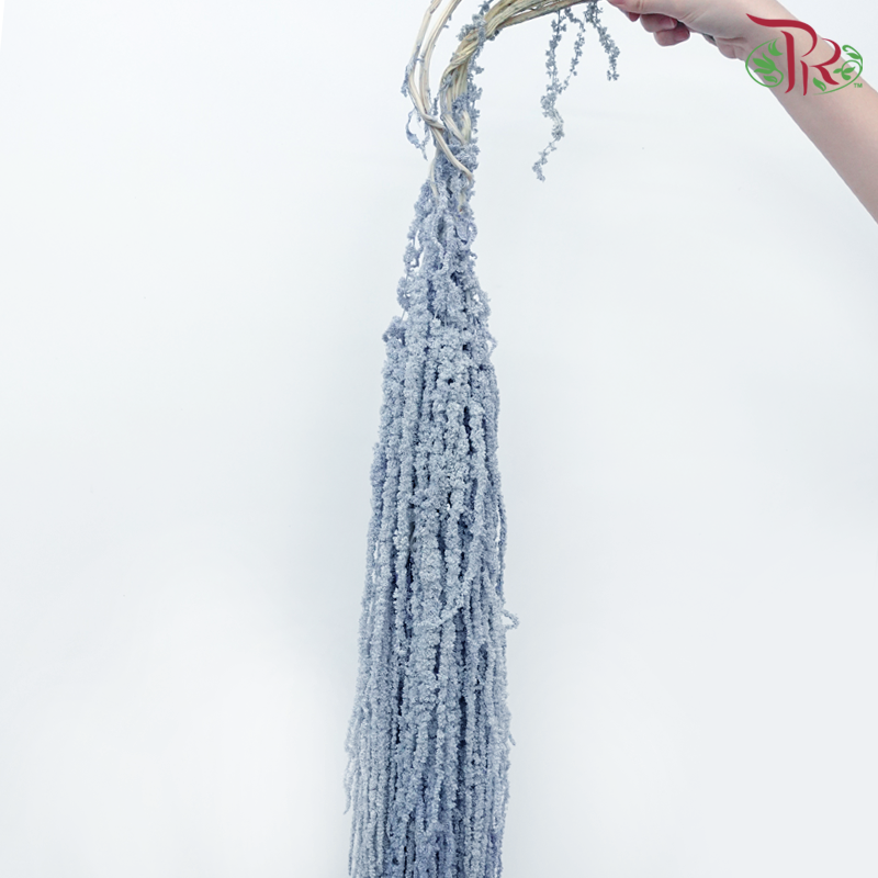 Preservative Amaranthus Hanging - Greyish Blue - Pudu Ria Florist