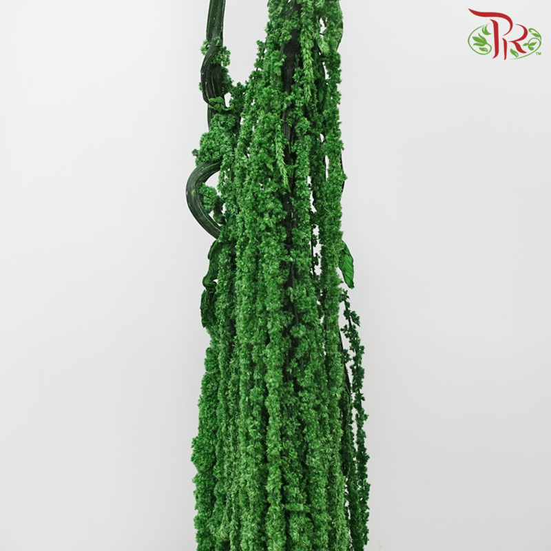 Preservative Amaranthus Hanging - Green - Pudu Ria Florist
