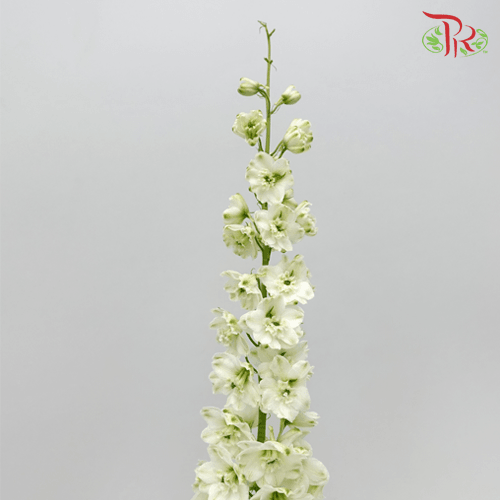 Delphinium - White (5 Stems) - Pudu Ria Florist
