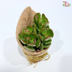 Succulent Plant Arrangement (Random Choose Succulent)