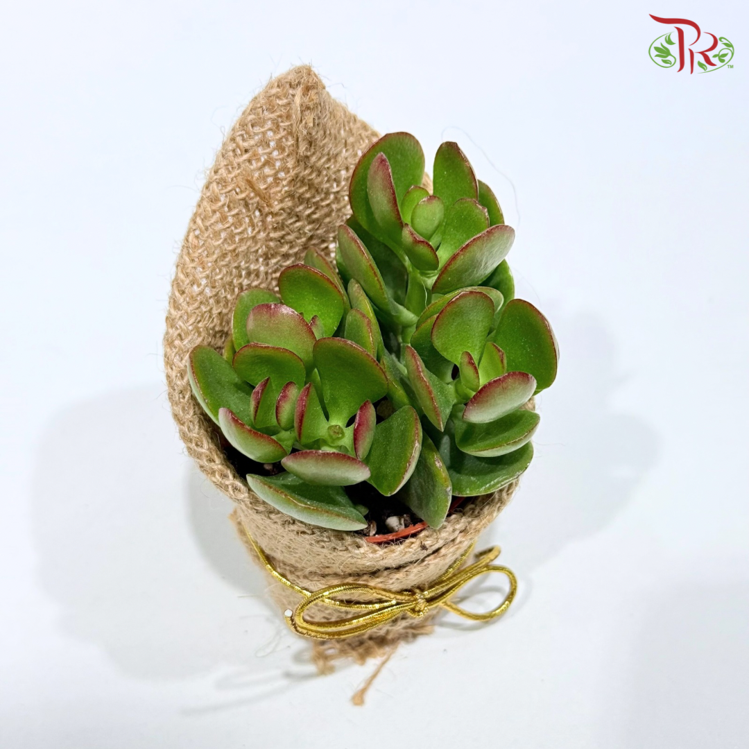 Succulent Plant Arrangement (Random Choose Succulent)