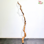 FINE DUJUANGEN ROOT《精品杜鹃根》1KG