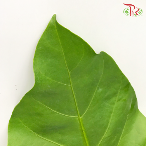 HW - Rainforest (L) - Pudu Ria Florist