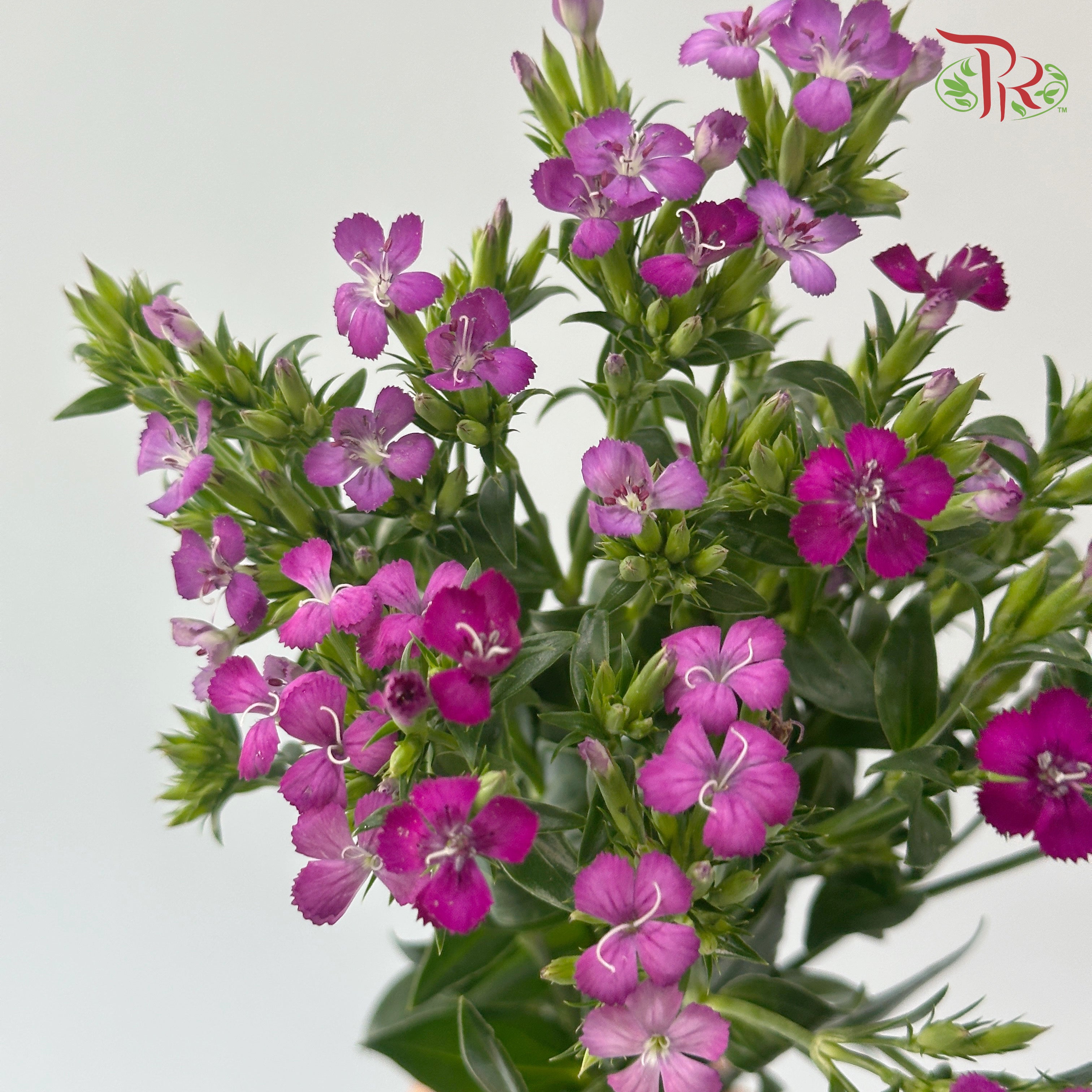 Phlox - Dark Cherry Pink (Per Bunch)
