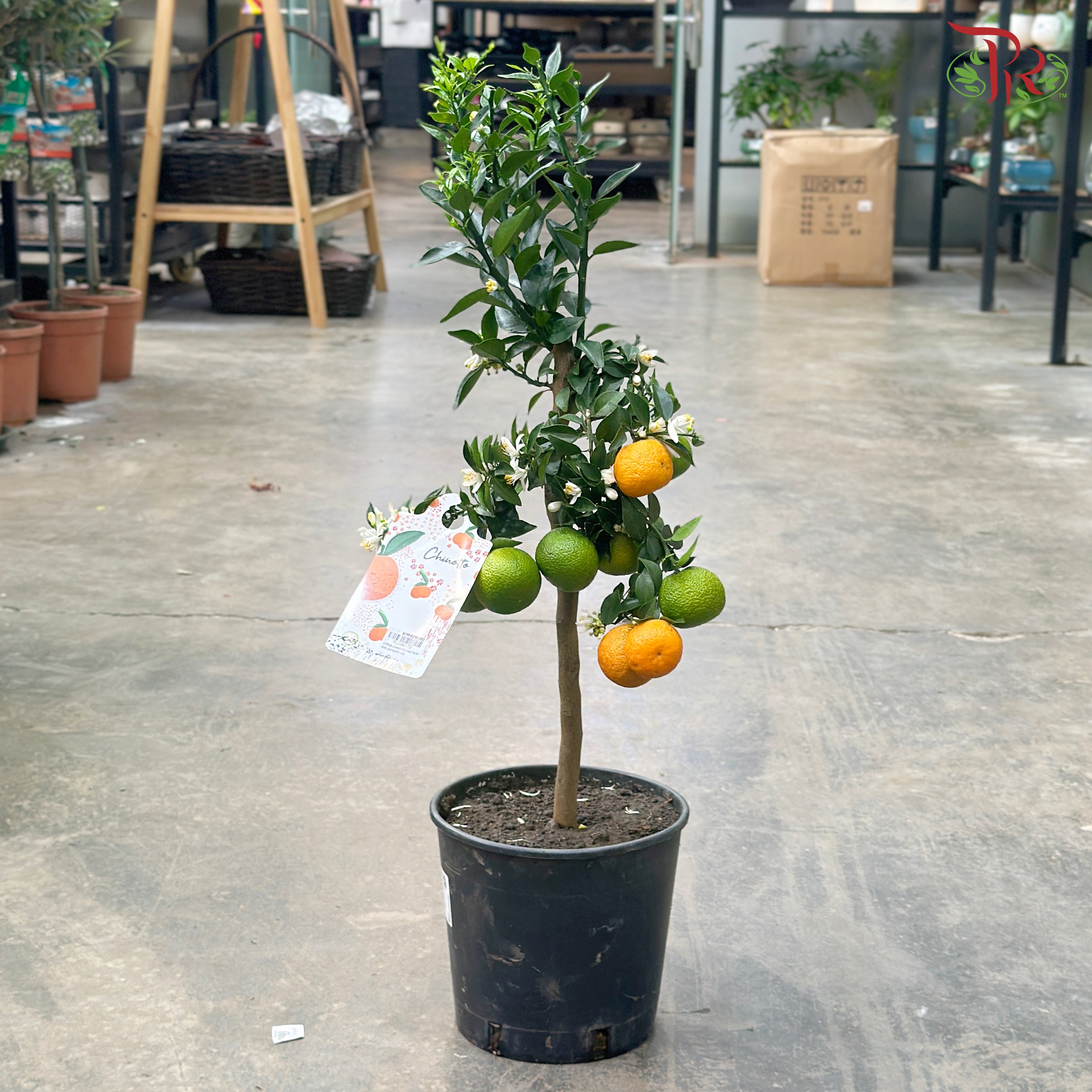 Citrus Chinotto 210 - 75cm《朱栾》