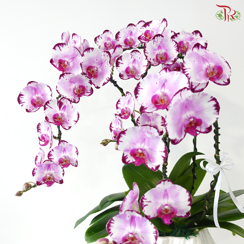Graceful Aura Orchid Arrangement (Random Choose Orchid Colour) (Pre-Order 3 Days in Advanced)