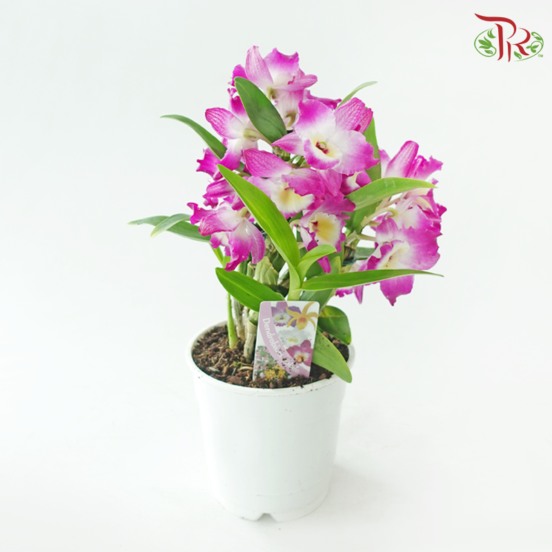 Dendrobium Nobile Cultivars 120 - 30cm《金钗石斛》