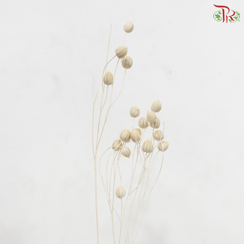 Dry Linum - White (Per Bunch)