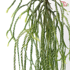 Lycopodiopsida Clubmoss《石松》