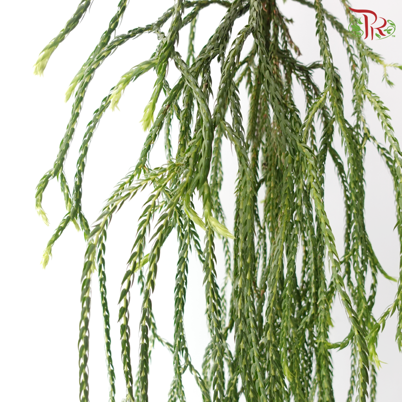 Lycopodiopsida Clubmoss《石松》