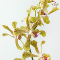 HW Aranda Green Tiger - Green (S) (5 Stems)