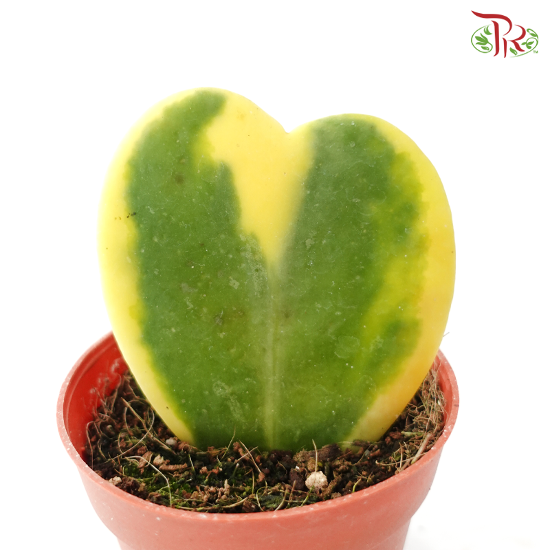 Hoya Kerrii Variegated P85《心叶毯兰棉》J01