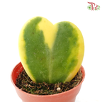 Hoya Kerrii Variegated P85《心叶毯兰棉》J01
