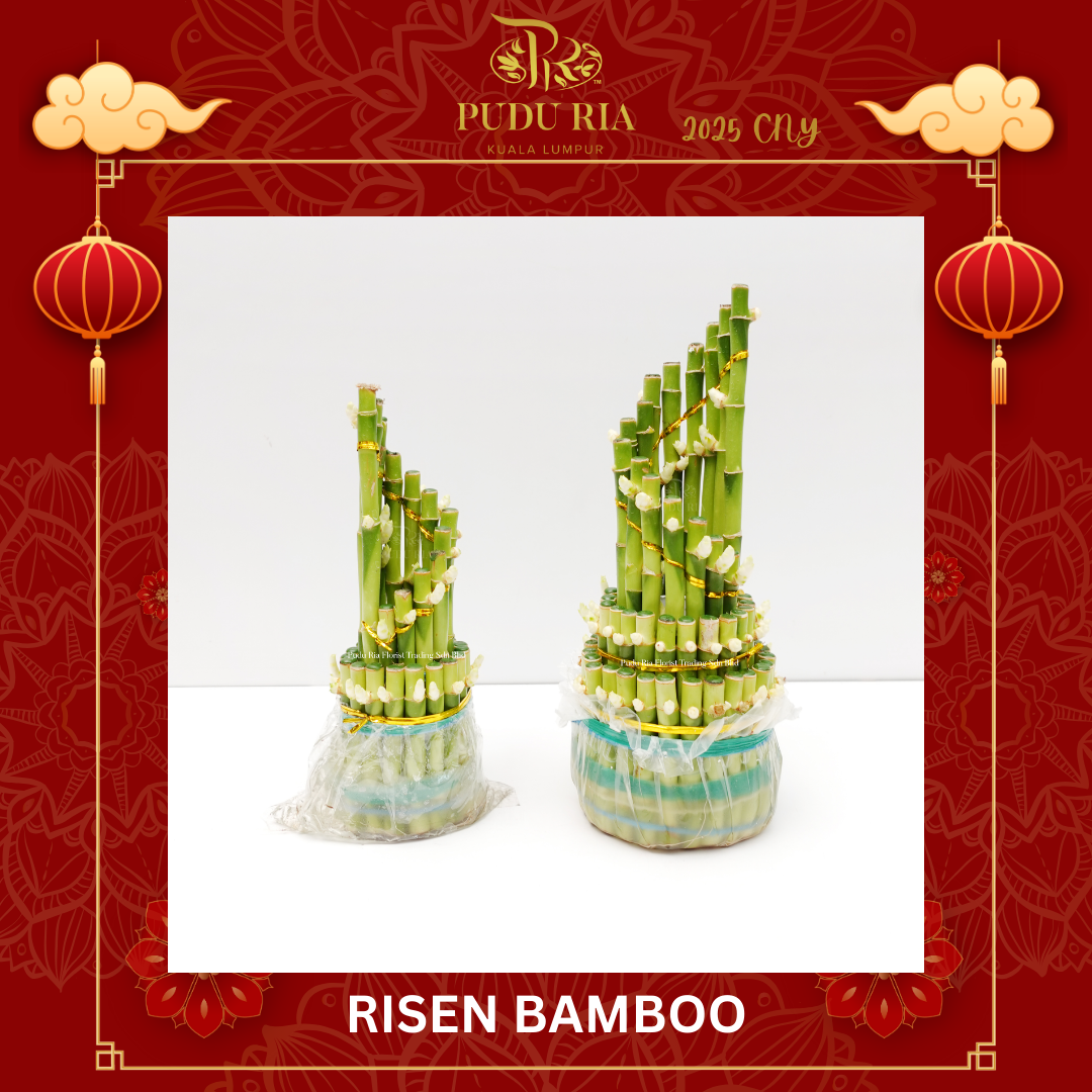 Risen Babmboo (M/24cm or L/29CM)  蒸蒸日上