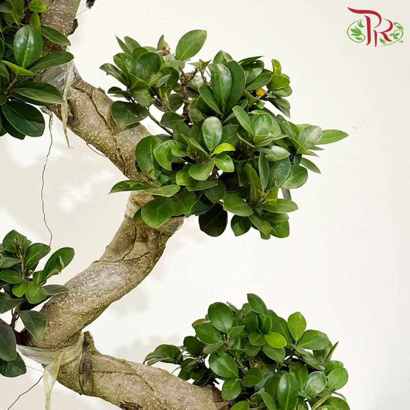 Ficus Microcarpa S - 1MOH《S弯造型榕树》
