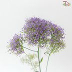 Trachelium - Purple (5 Stems)