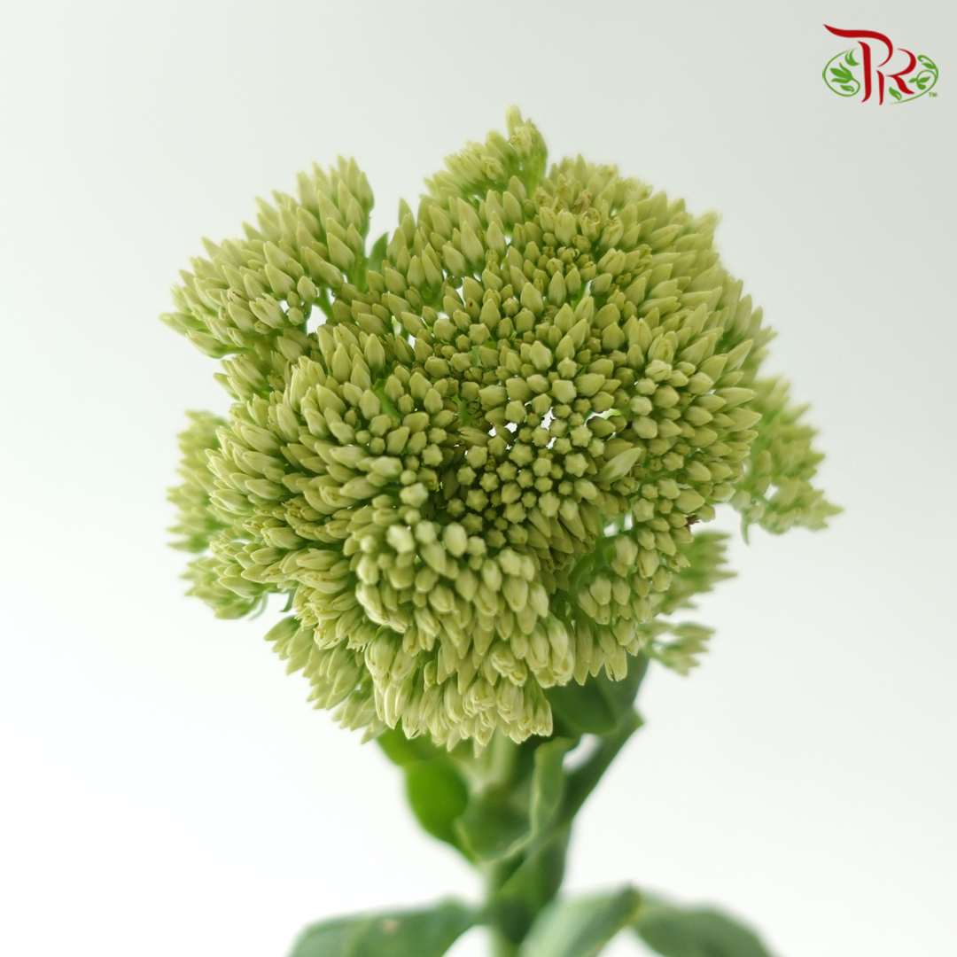 Sedum Green - (Per Bunch)