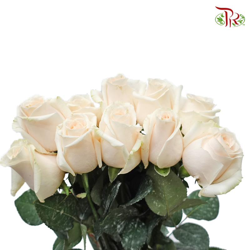 Rose - Ivory Cream (10 Stems)