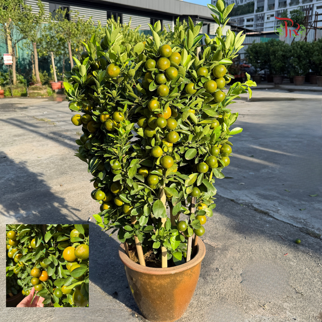本地桔子树/金桔树 Local Lime Tree/ Kumquat Lime Tree
