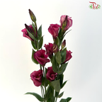 Eustoma - Jade Red 流玉红 (Per Bunch)