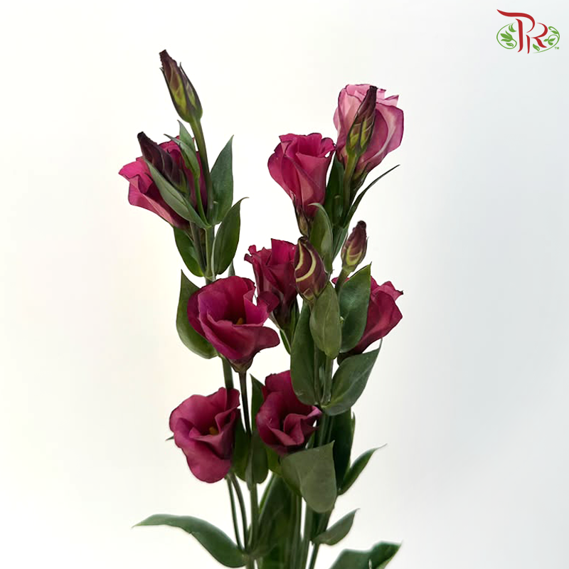 Eustoma - Jade Red 流玉红 (Per Bunch)