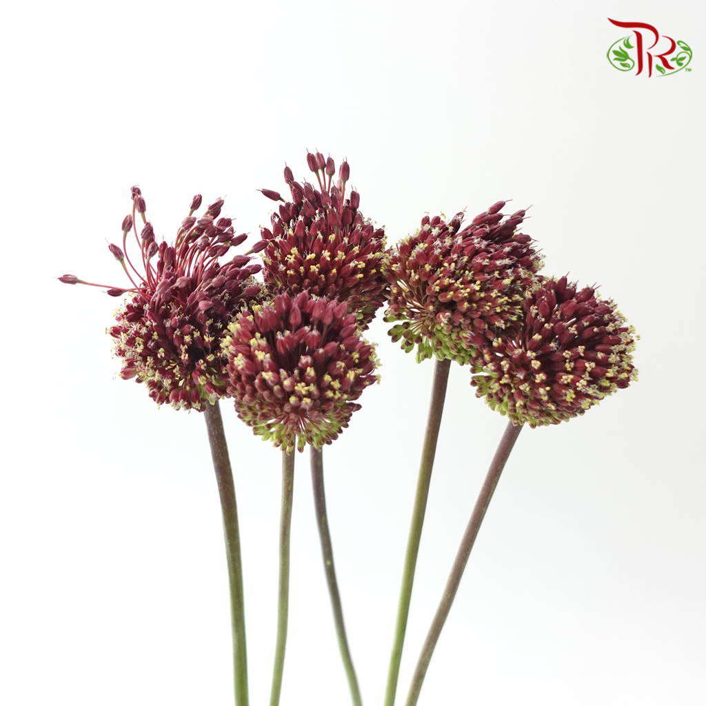 Allium Red Mohican (5 Stems)
