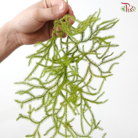 Vernonia Gratiosa (Guo Shan Long) (Per Bunch)