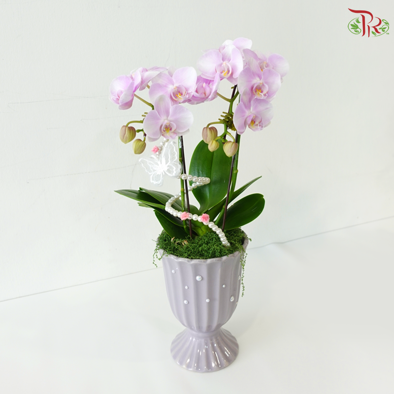 Papillon Orchid Orchids Arrangement