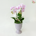 Papillon Orchid Orchids Arrangement