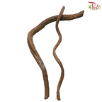 Corylus (4-6FT)  (Per Stem)