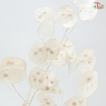 Dry Lunaria Bleached (Per Bunch)