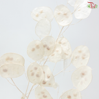 Dry Lunaria Bleached (Per Bunch)