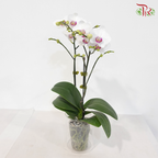 Mini Double Stems Phalaenopsis Orchid - White With Pink Lips - SM4501 (SM450-1) (Without Vase)
