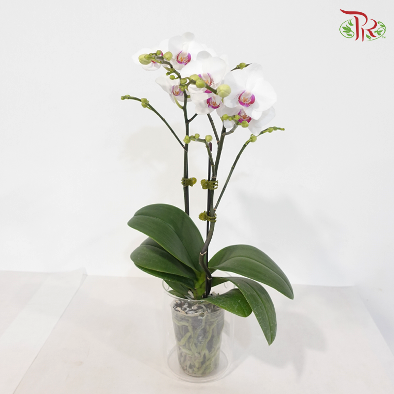 Mini Double Stems Phalaenopsis Orchid - White With Pink Lips - SM4501 (SM450-1) (Without Vase)