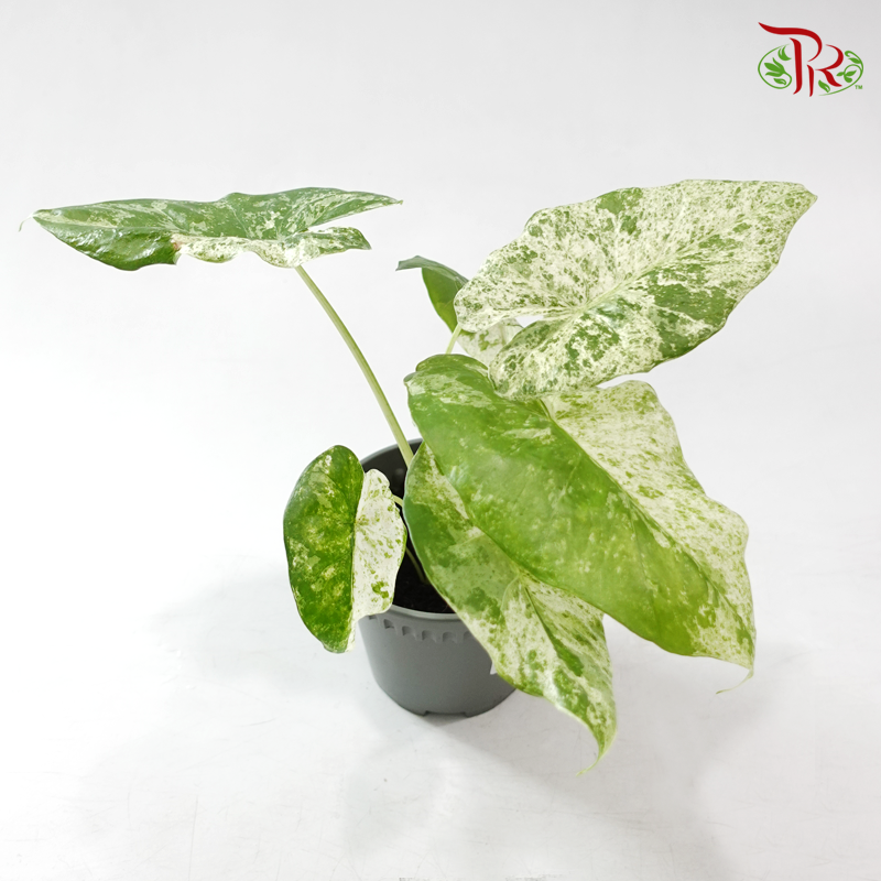 Alocasia Camouflage Variegated P120《斑叶海芋》