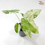 Alocasia Camouflage Variegated P120《斑叶海芋》