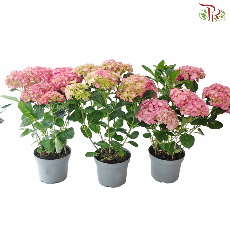 Hydrangea P190 Y05《绣球花》（Random Choose Color)