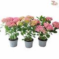 Hydrangea P190 Y05《绣球花》（Random Choose Color)