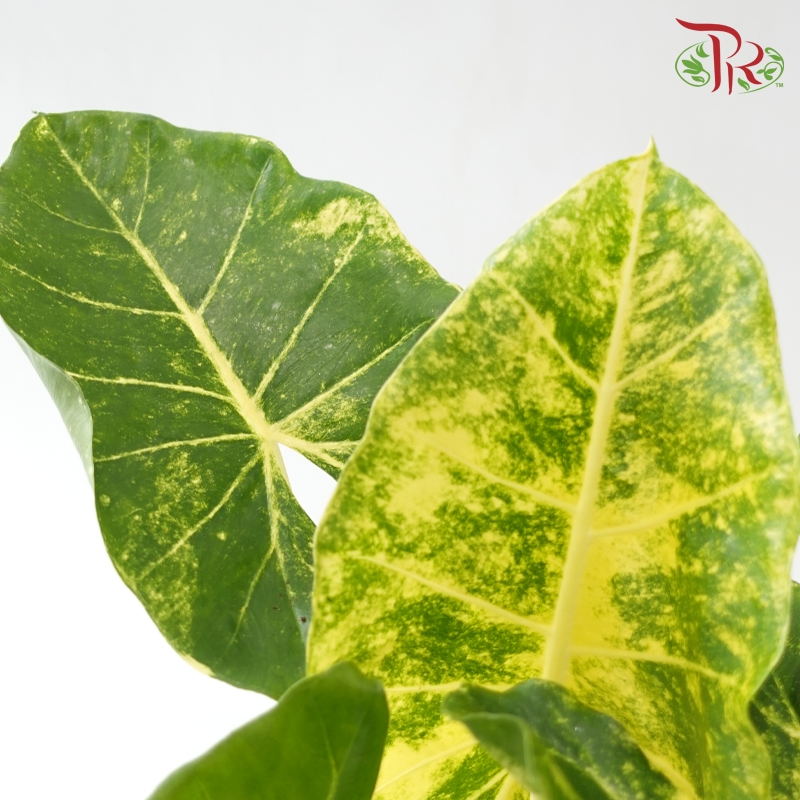 Alocasia Guinea Gold 916 P170《新几内亚黄金海芋》