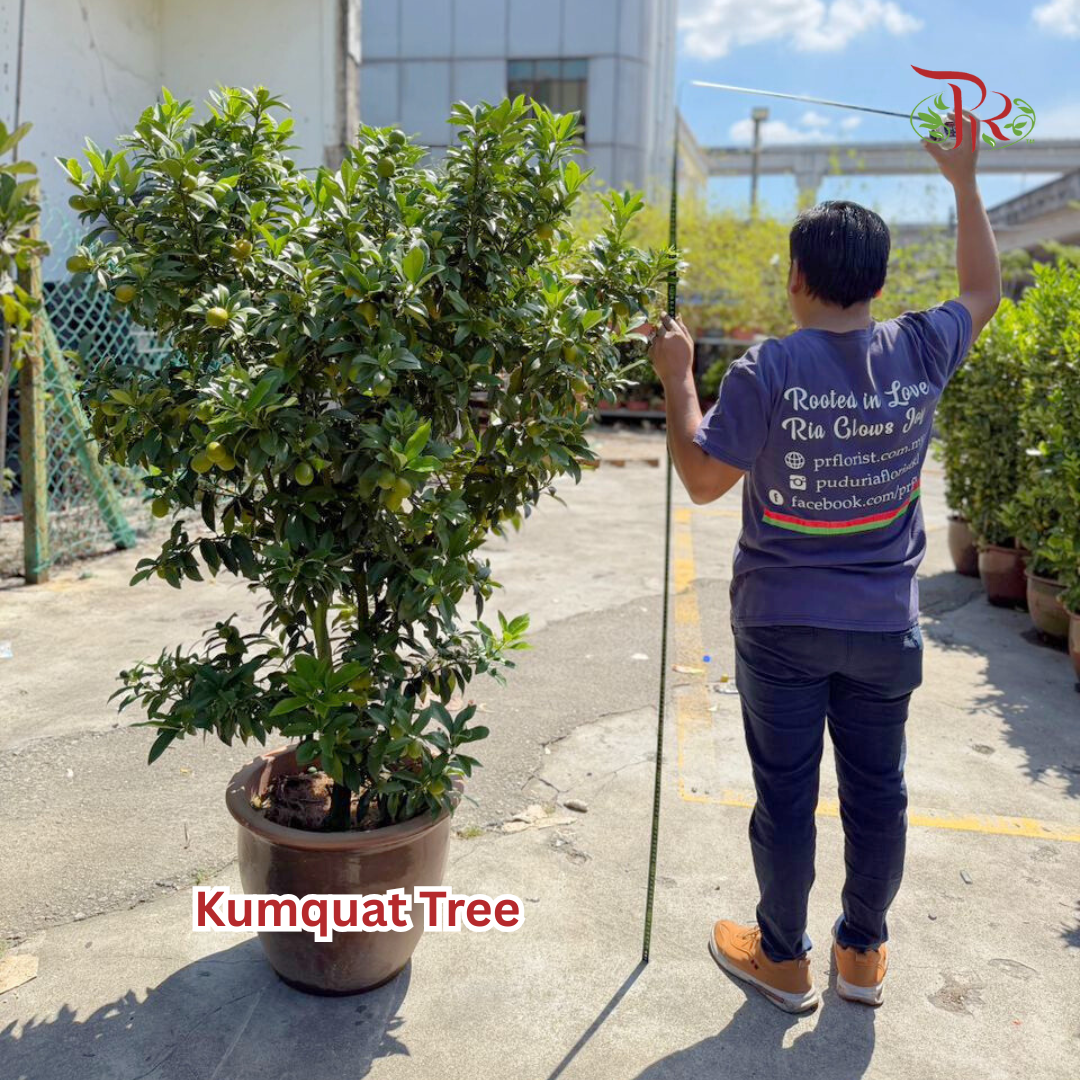 本地桔子树/金桔树 Local Lime Tree/ Kumquat Lime Tree
