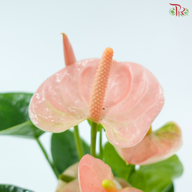 Anthurium Spirit 90 - 25cm《红掌》