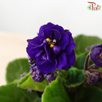 Saintpaulia 105P《紫罗兰》Y05 (Random Choose Colors)