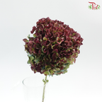 Hydrangea - Bicolour Cherry Pink & Green (Per Stem)