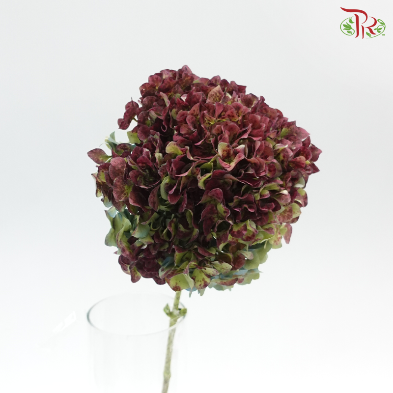 Hydrangea - Bicolour Cherry Pink & Green (Per Stem)